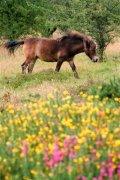 horse in field